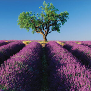 Photograph of a single green tree in the middle of a field of lavender with many rows
