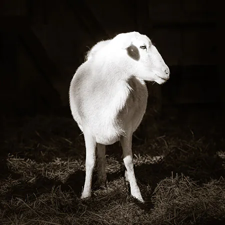 Artwork by Joel Anderson